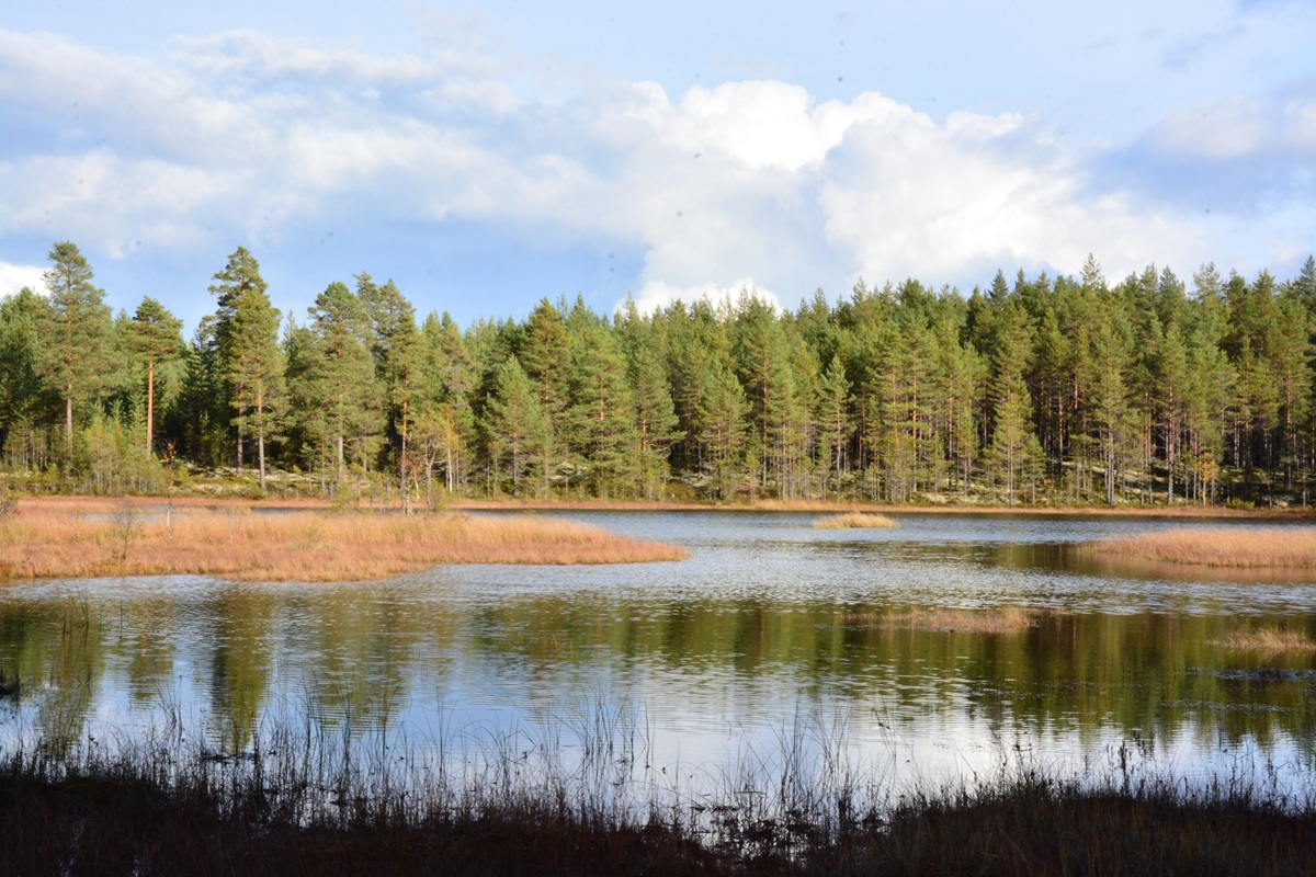 Norra Transtrandsfjällen